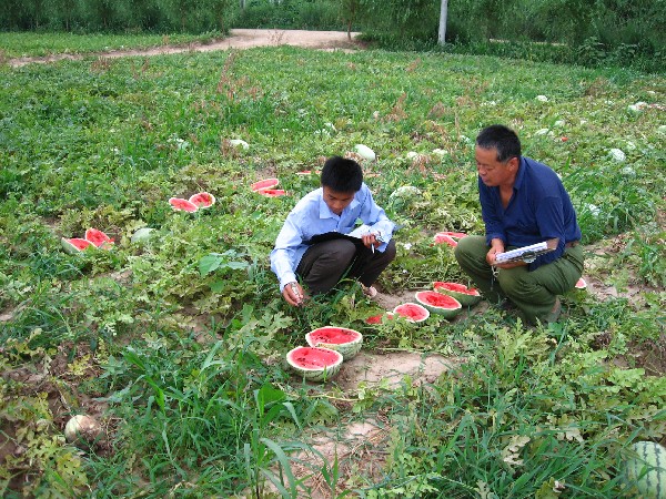 蒲元宝带领徒弟在做“考种”工作（测量西瓜直径、含糖量、大小等数据）_副本.jpg